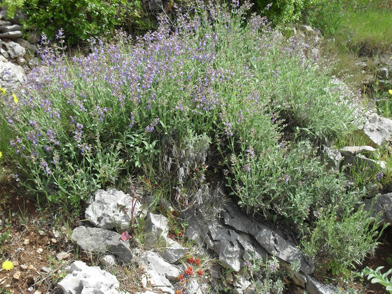 CROSurf house & grounds &mdash; photo 10