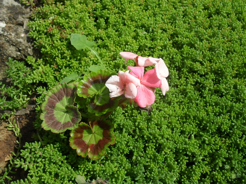 CROSurf house & grounds &mdash; photo 11
